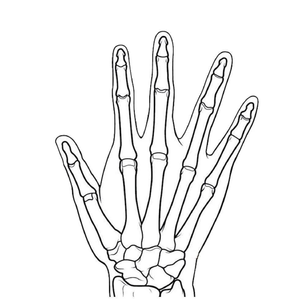 Desenhos de Anatomia Para Colorir 50