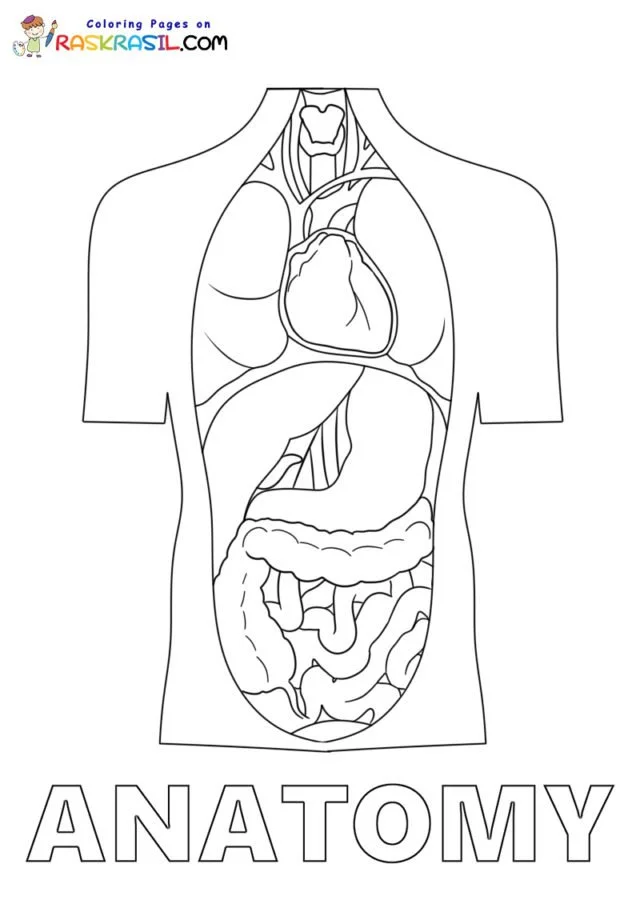Desenhos de Anatomia Para Colorir 54