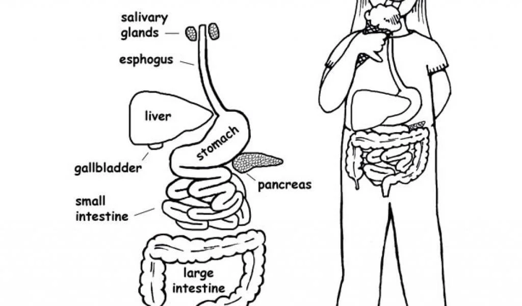 Anatomy Coloring Pages 58