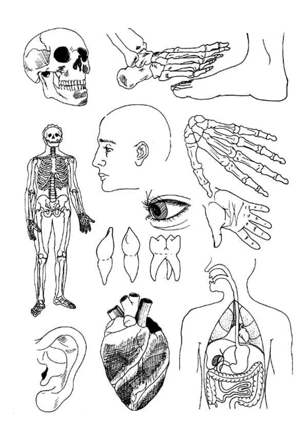 Desenhos de Anatomia Para Colorir 77