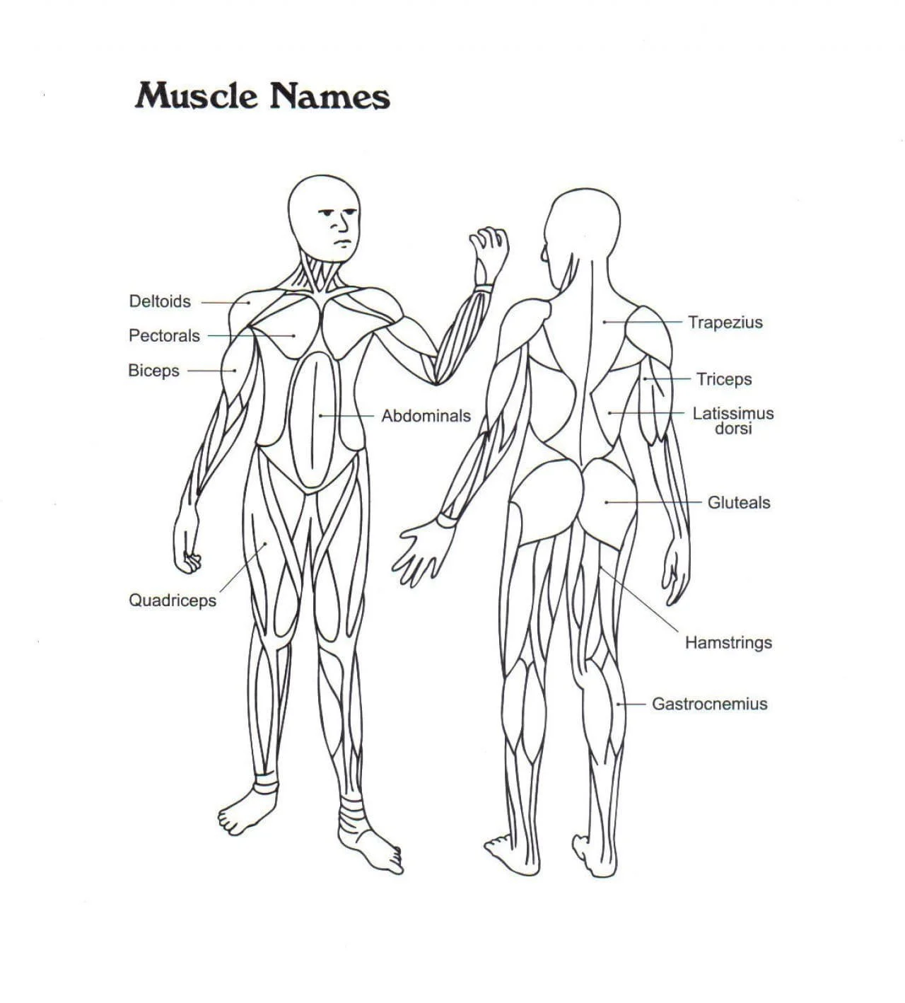 Anatomy Coloring Pages 81