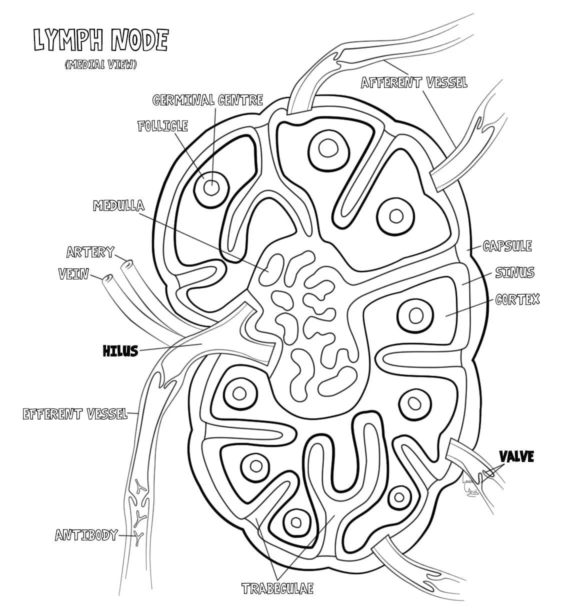Desenhos de Anatomia Para Colorir 88