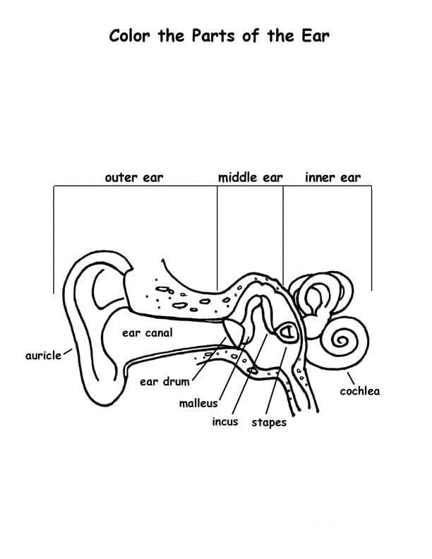 Desenhos de Anatomia Para Colorir 90