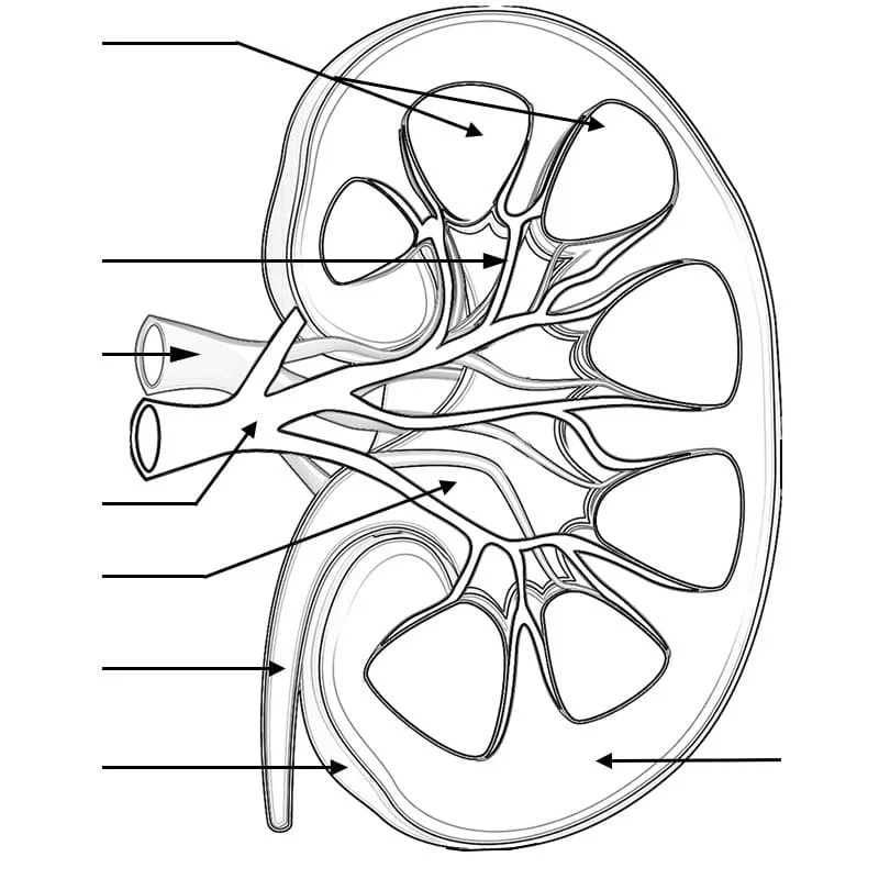 Anatomia Para Colorear 92
