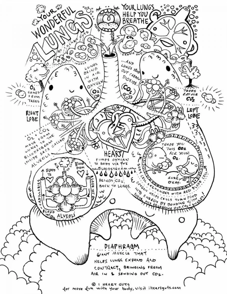 Anatomia Para Colorear 95