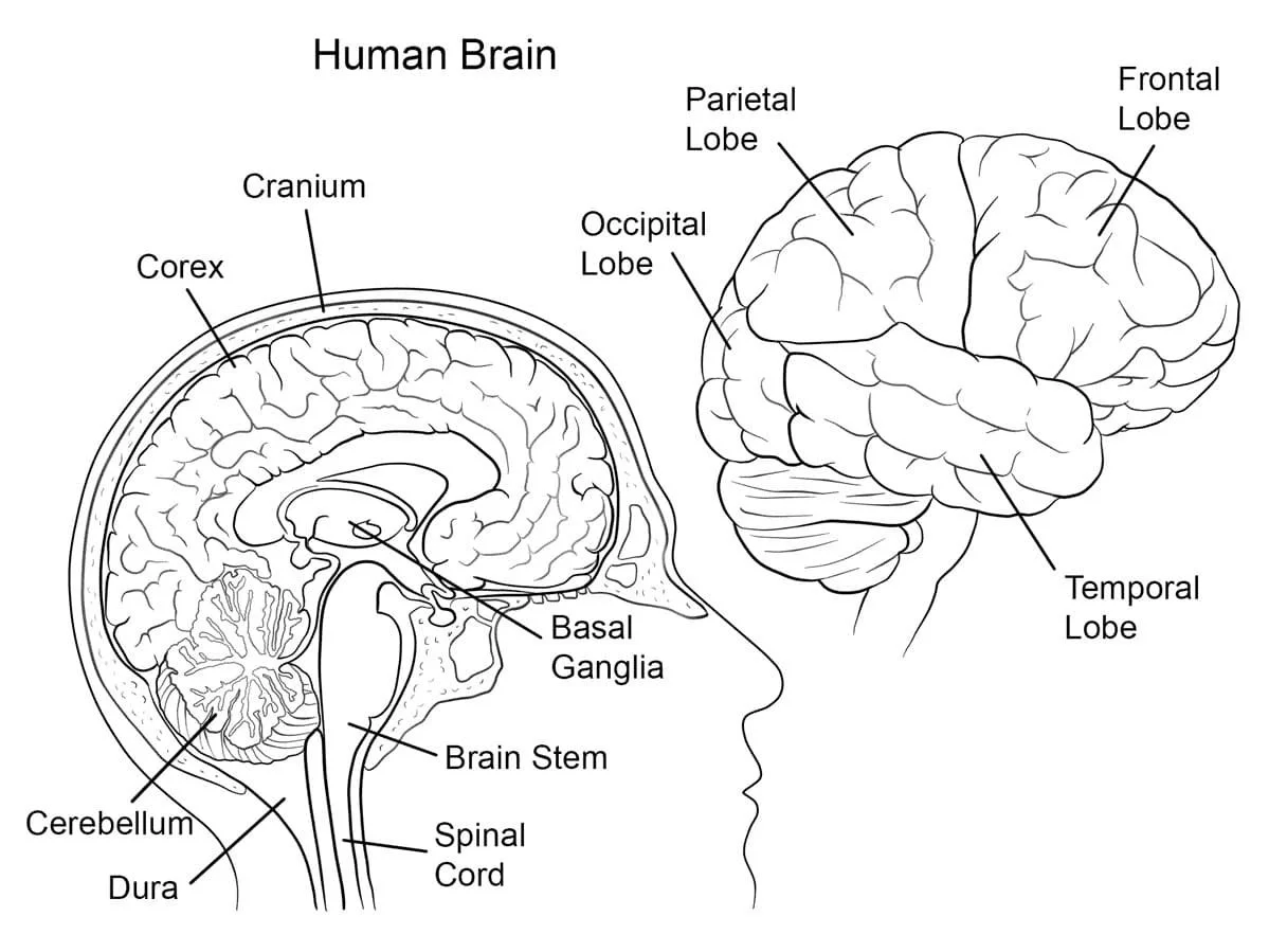 Anatomy Coloring Pages 96