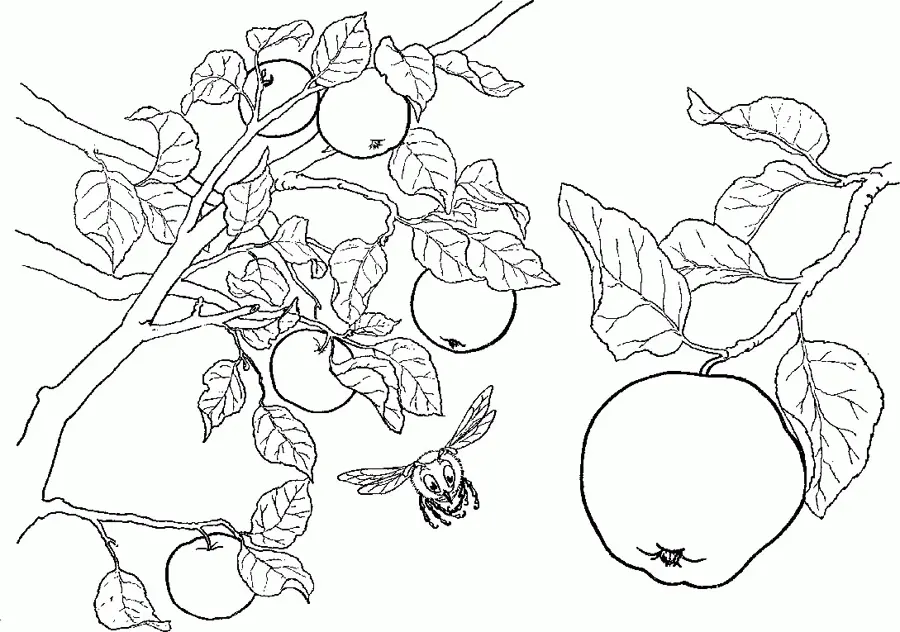 Apple Tree Coloring Pages 13