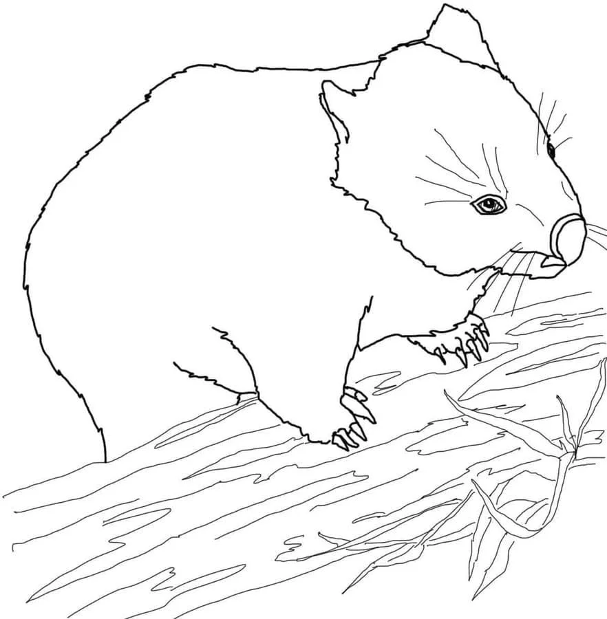 Australische Tiere Ausmalbilder 50