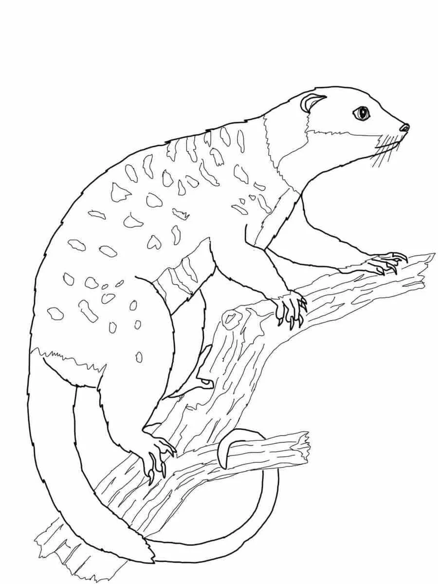 Australian Animals Coloring Pages 51