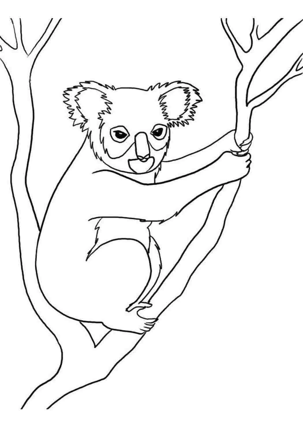 Australische Tiere Ausmalbilder 52