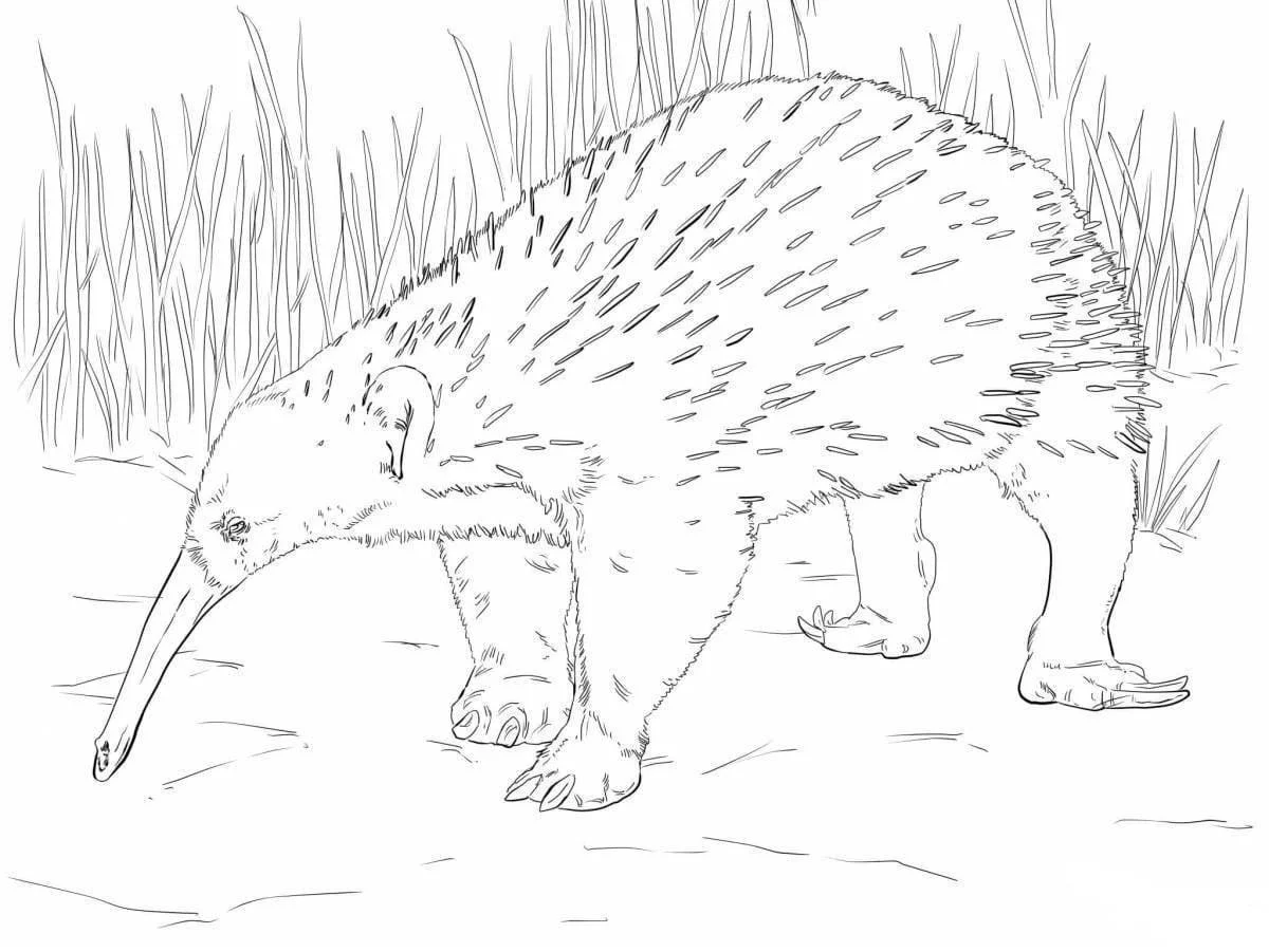 Australische Tiere Ausmalbilder 57