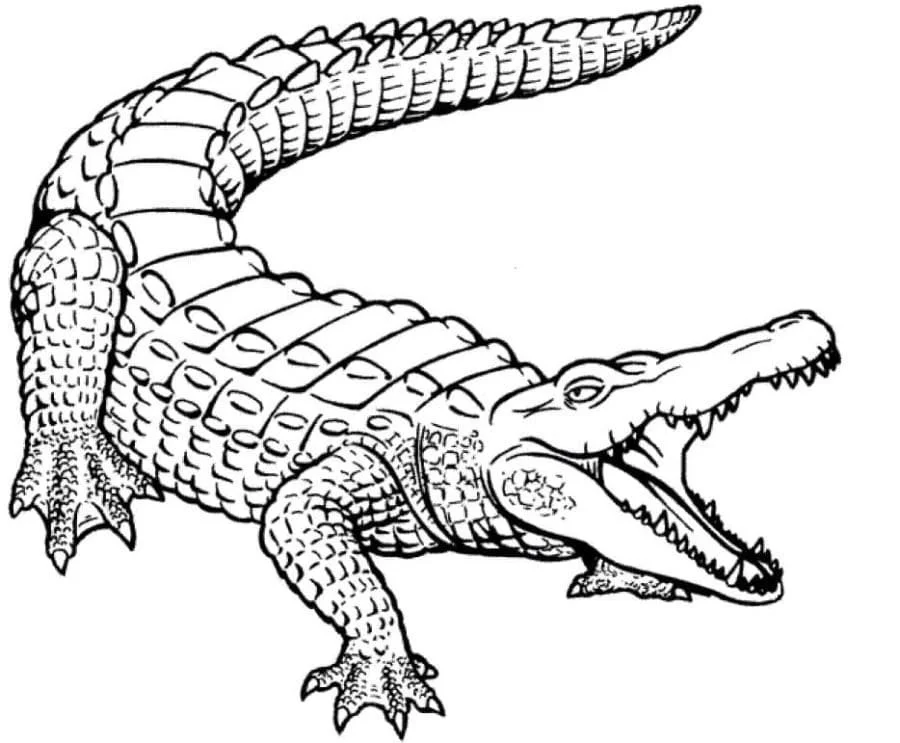 Australische Tiere Ausmalbilder 64