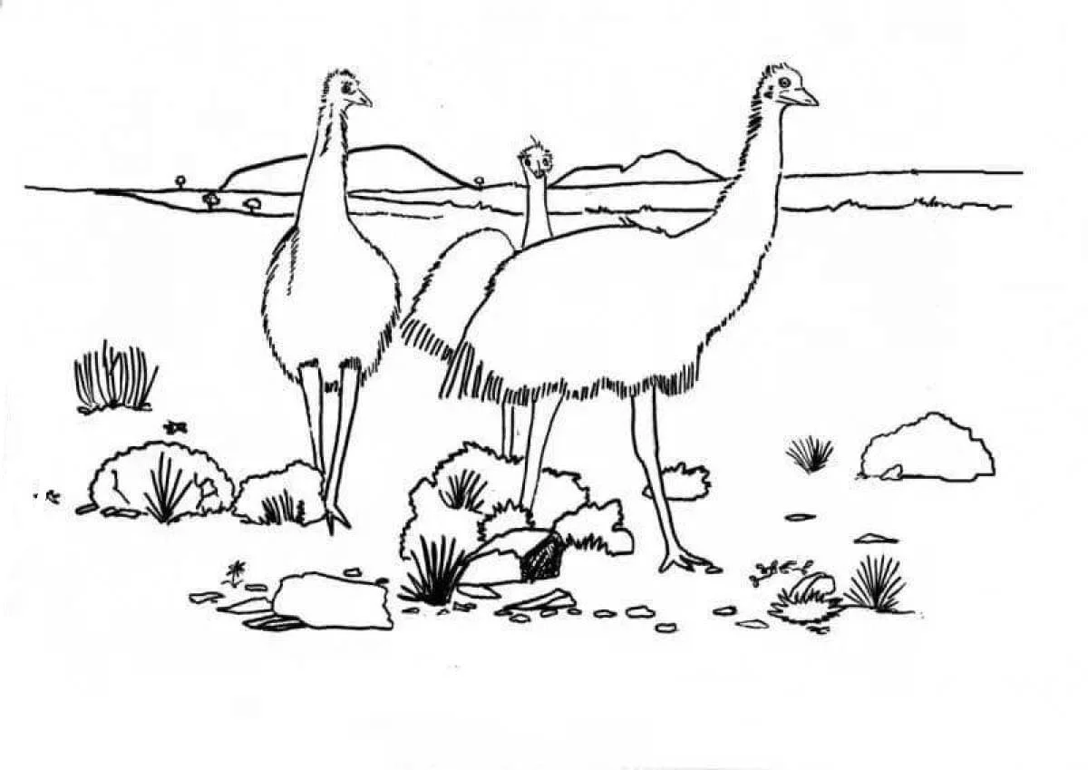 Desenhos de Animais Australianos Para Colorir 78