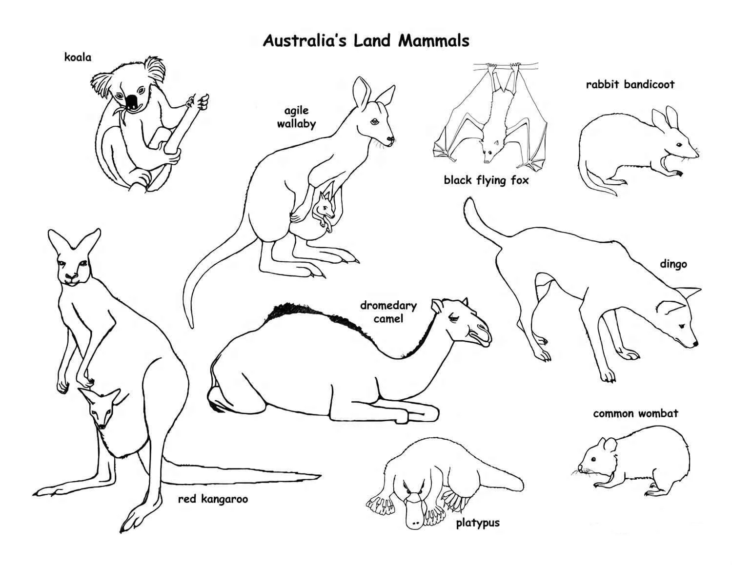 Australian Animals Coloring Pages 83