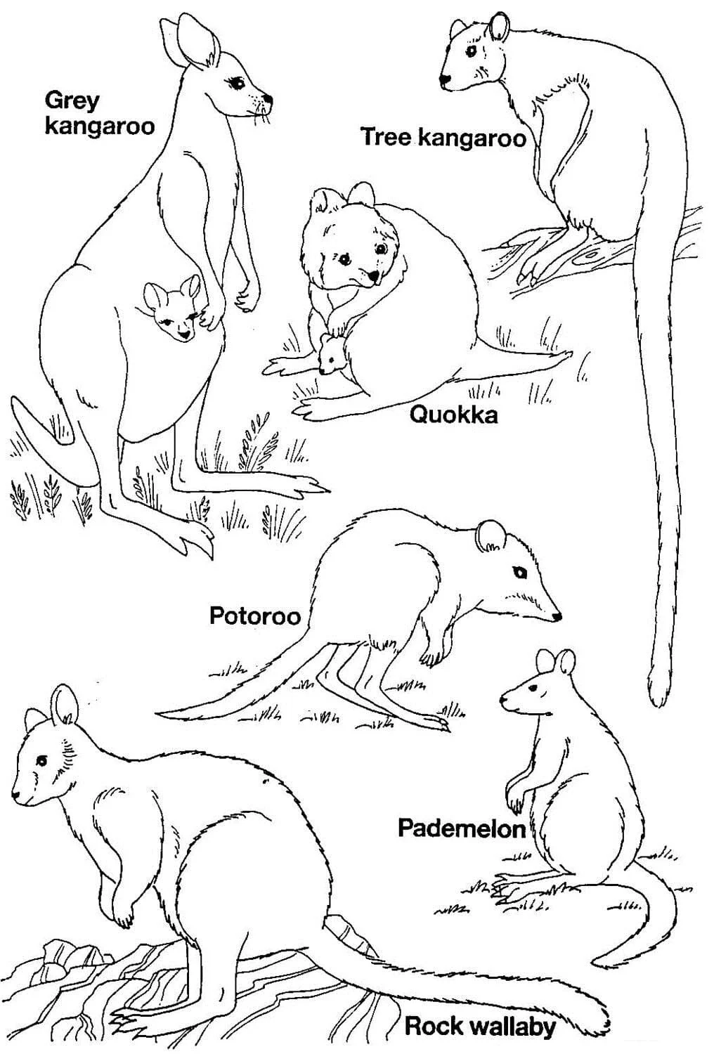 Desenhos de Animais Australianos Para Colorir 84