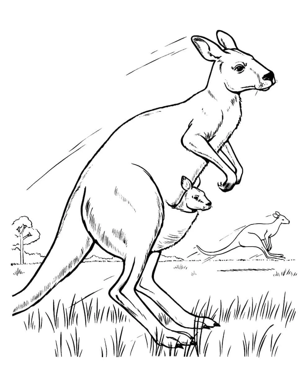 Australische Tiere Ausmalbilder 88