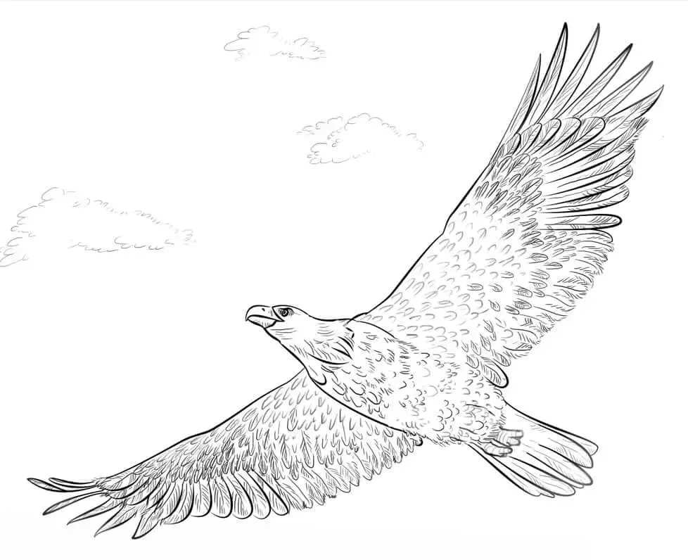 aguila Calva Para Colorear 100