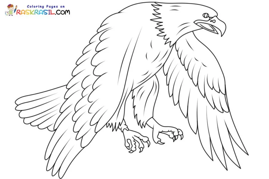 Bald Eagle Coloring Pages 53