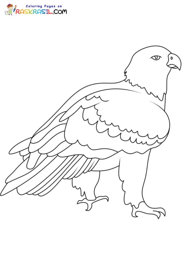 Bald Eagle Coloring Pages 55