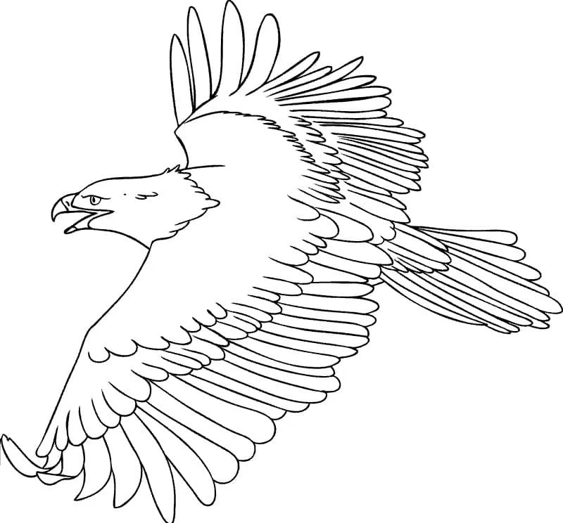 Bald Eagle Coloring Pages 61