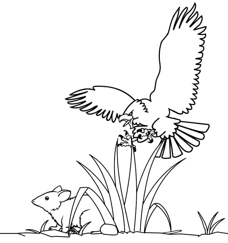 Bald Eagle Coloring Pages 80