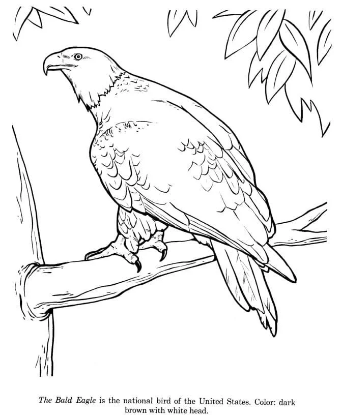 Bald Eagle Coloring Pages 85