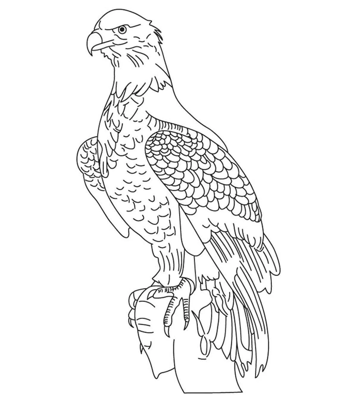 Bald Eagle Coloring Pages 88