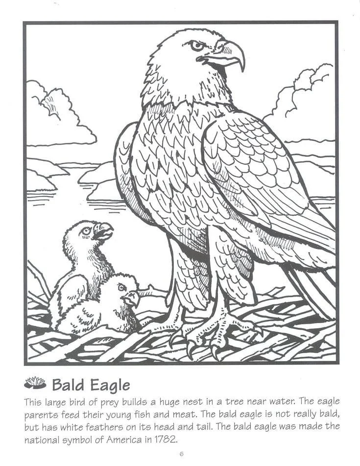 Bald Eagle Coloring Pages 95