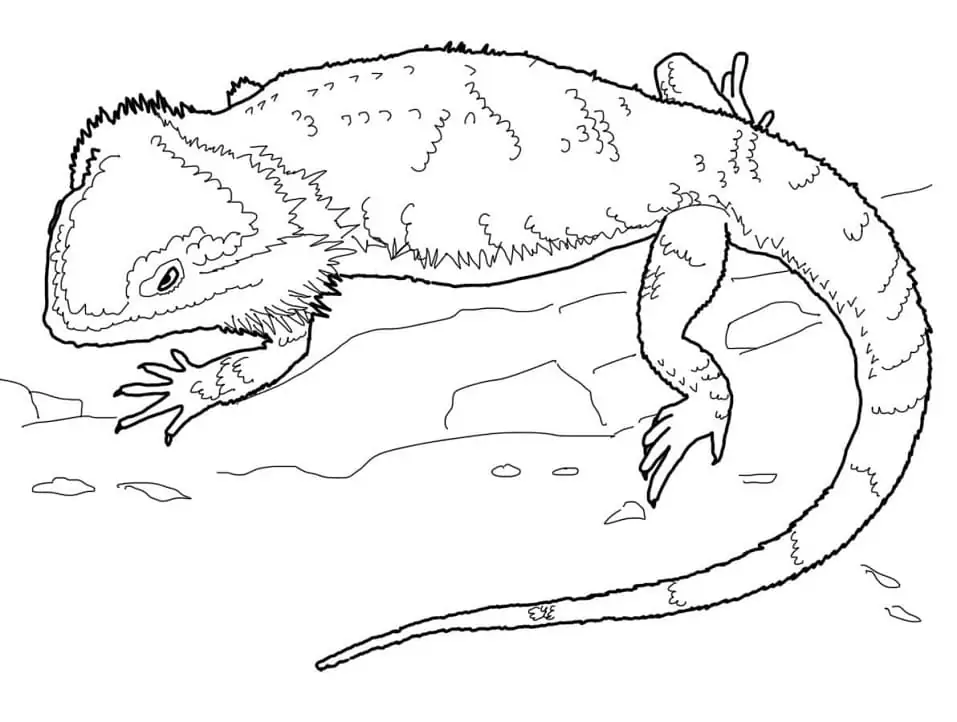 Bearded Dragon Coloring Pages