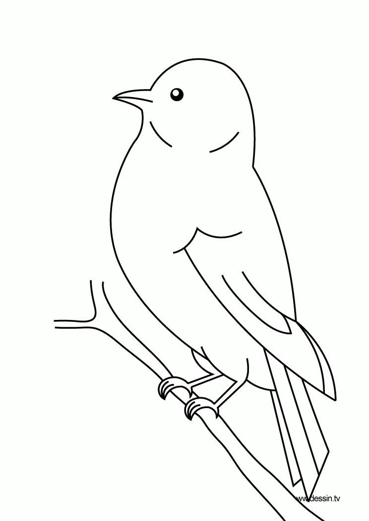 Desenhos de Bird Para Colorir 119