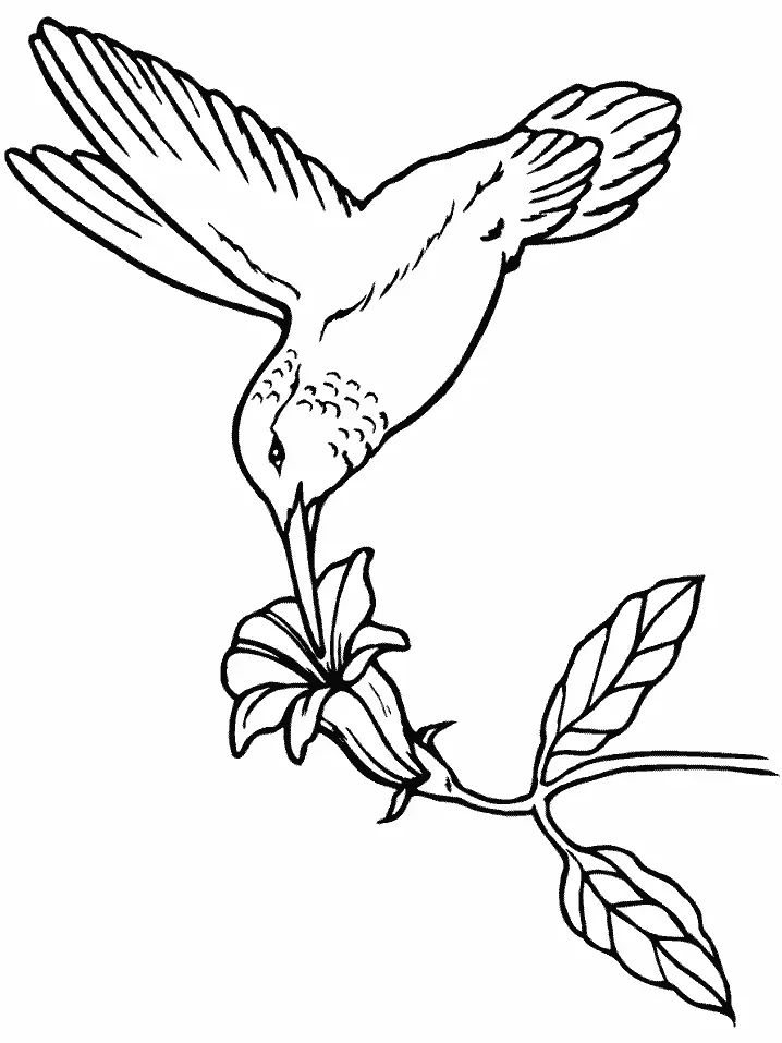 Pajaros Para Colorear 129