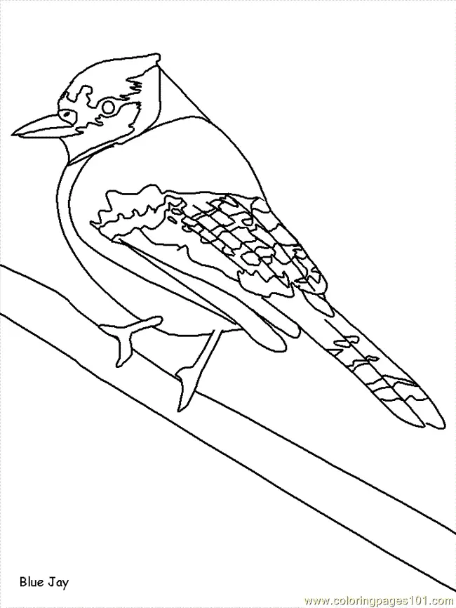 Pajaros Para Colorear 137