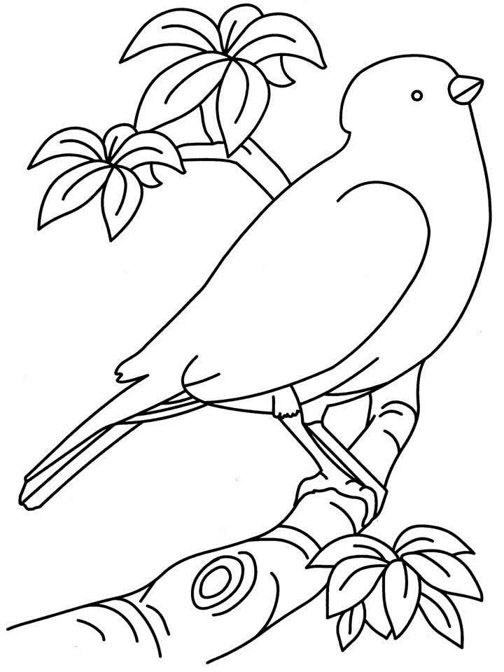 Bird Coloring Pages 147