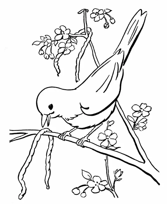 Bird Coloring Pages 169