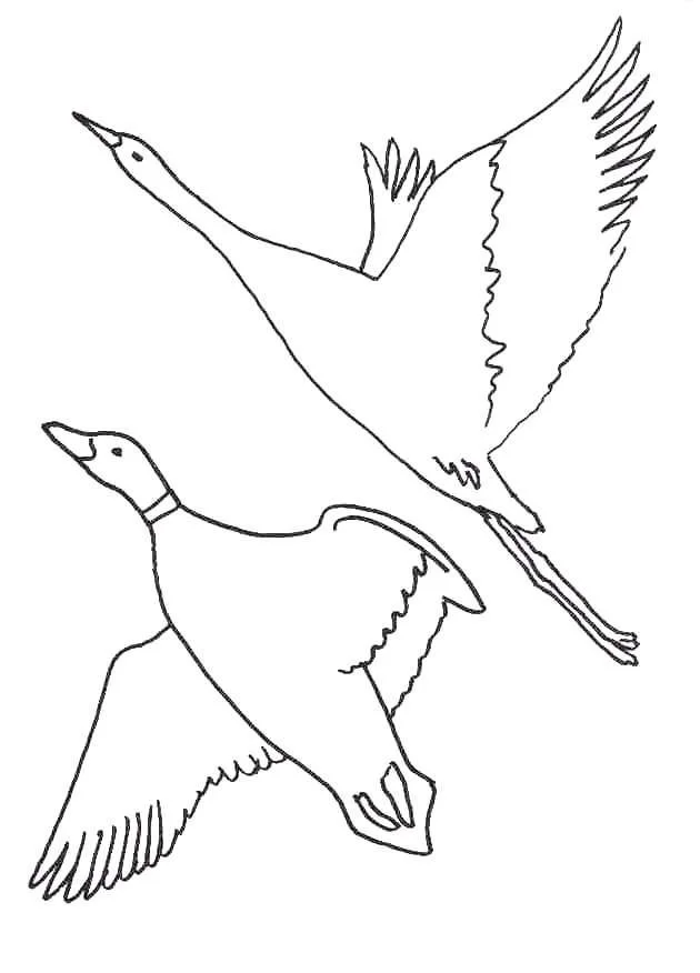 Desenhos de Bird Para Colorir 171