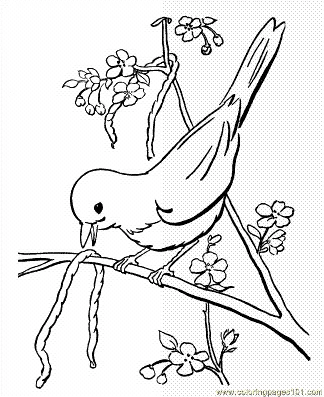 Desenhos de Bird Para Colorir 172