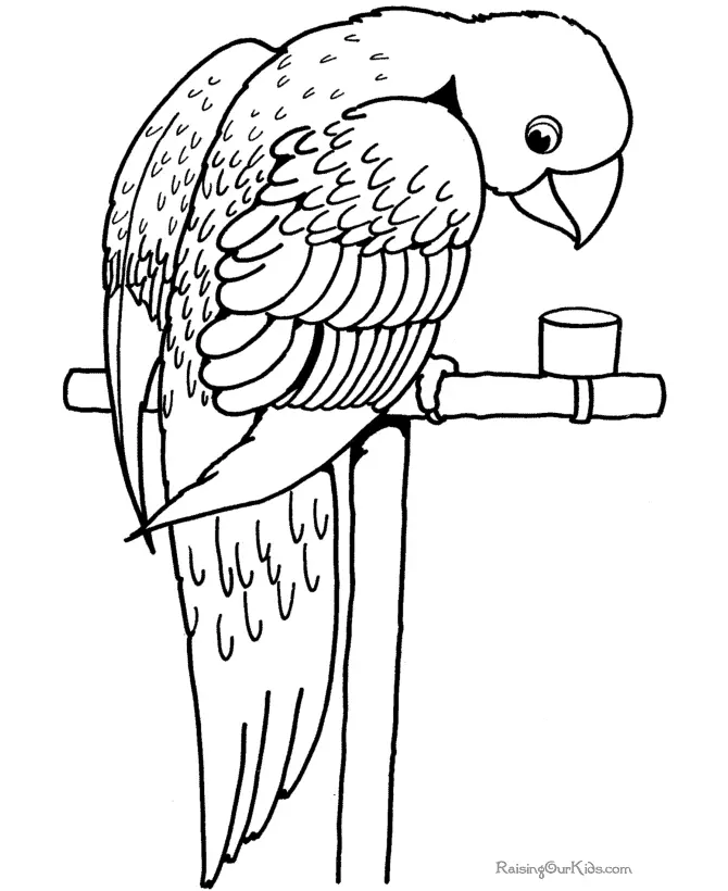 Desenhos de Bird Para Colorir 225