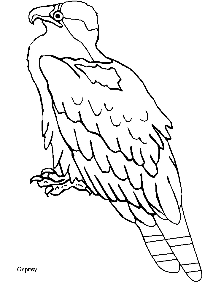 Bird Coloring Pages 55