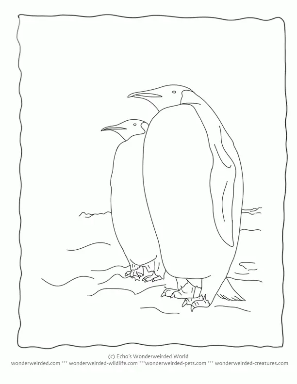 Bird Coloring Pages 66