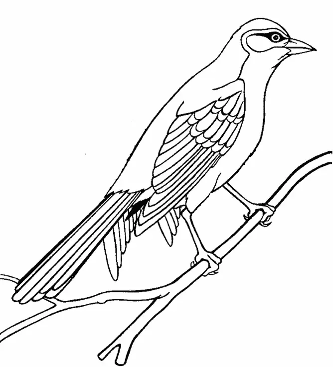 Desenhos de Bird Para Colorir 71