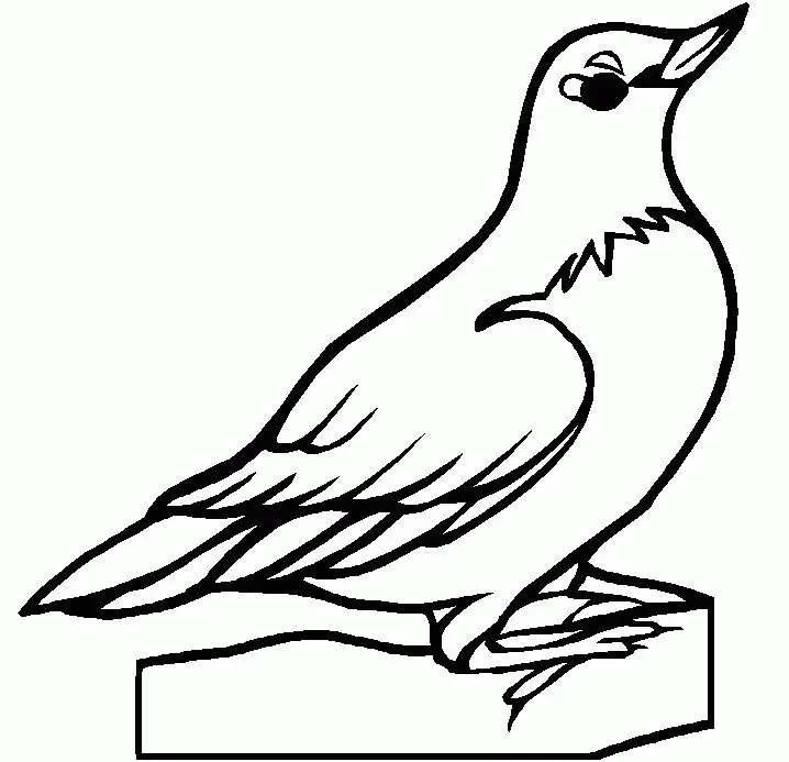 Bird Coloring Pages 78