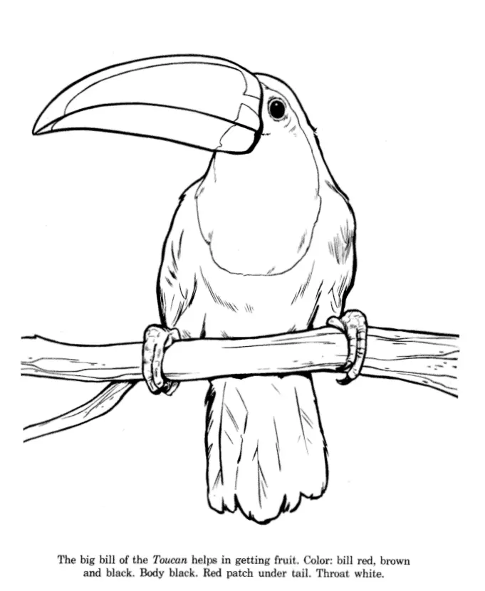 Bird Coloring Pages 97