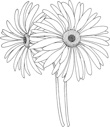 Black eyed susan Coloring Pages