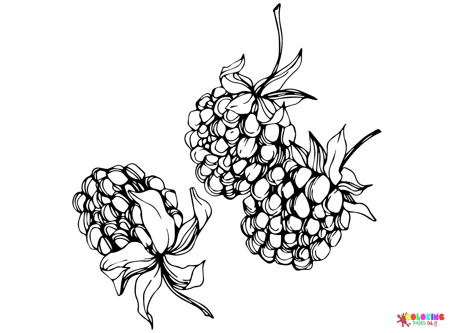 Blackberry Coloring Pages 17