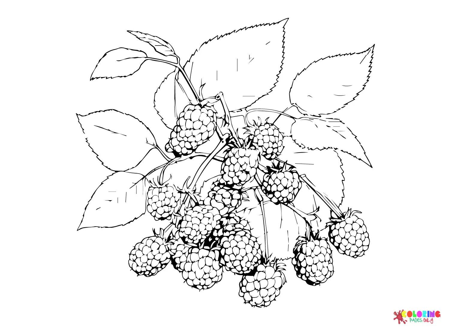 Blackberry Coloring Pages 20