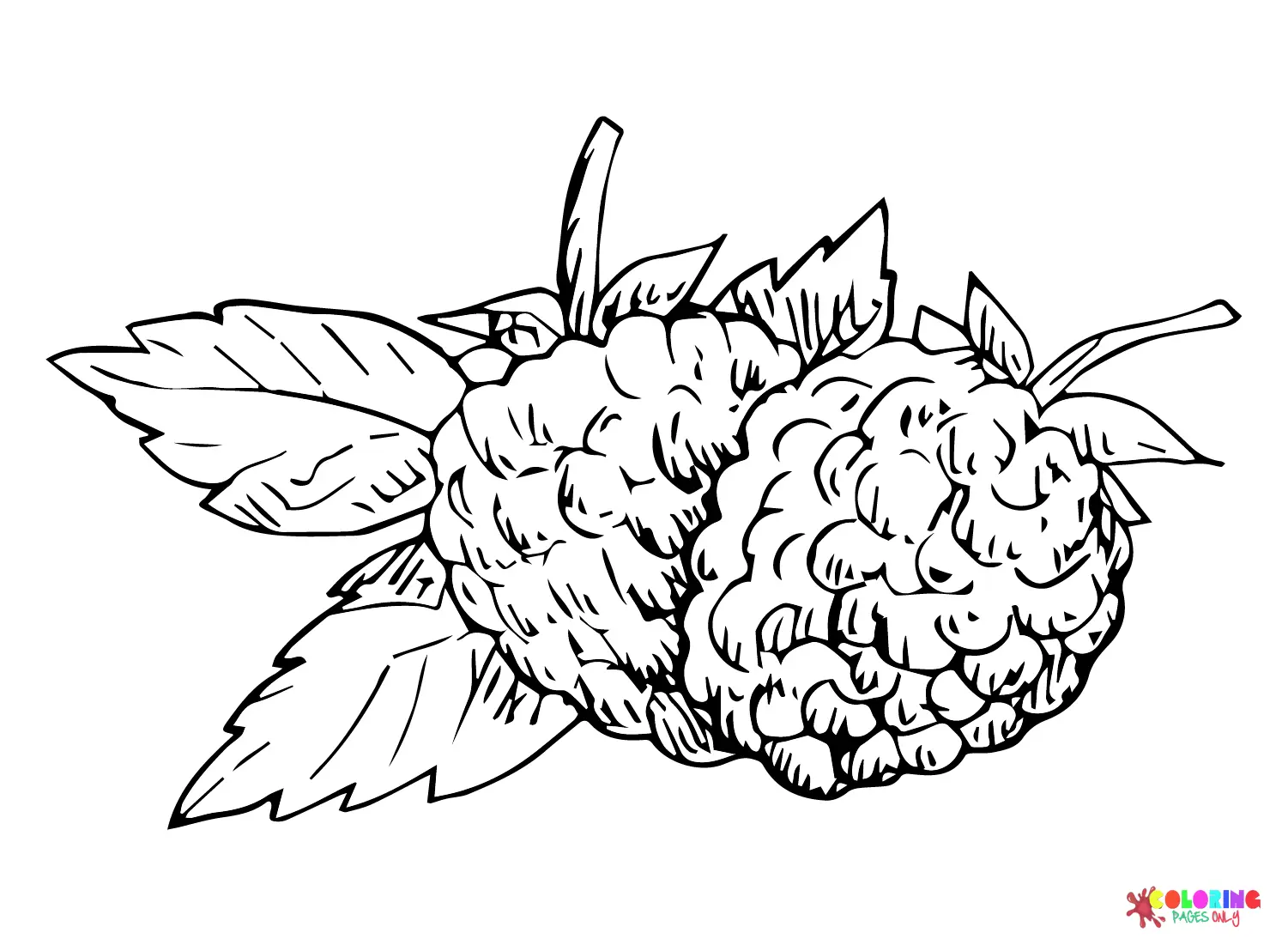 Blackberry Coloring Pages 9