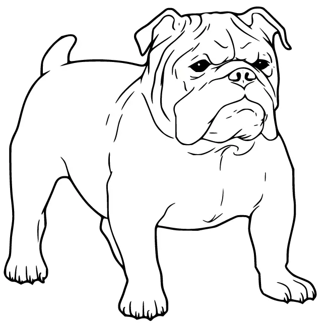 Desenhos de Bulldog Para Colorir 4