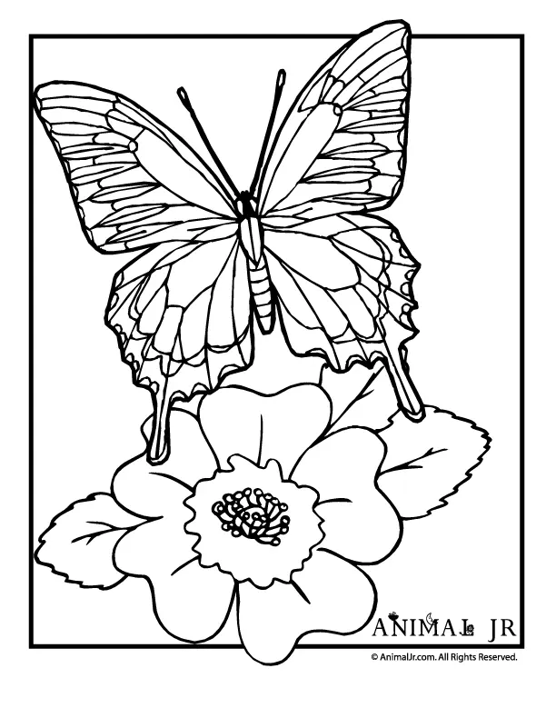 Butterfly Coloring Pages 25