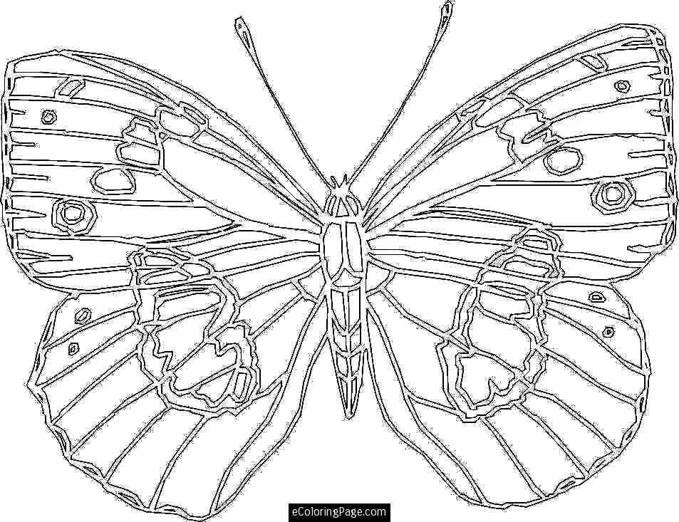 Butterfly Coloring Pages 29