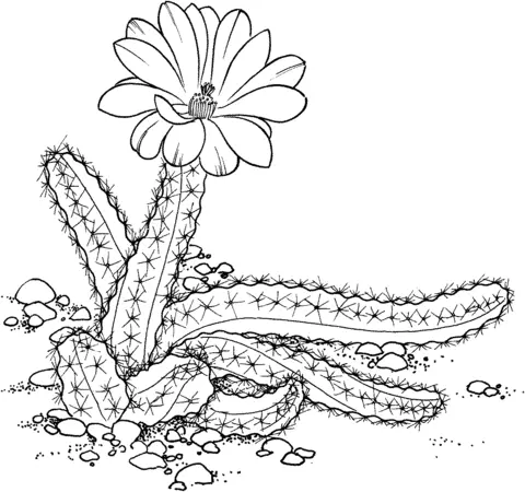 Cactus Coloring Pages 13